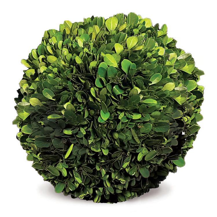 Preserved Boxwood Ball 8"