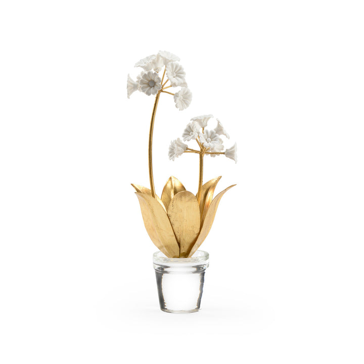 Auricula