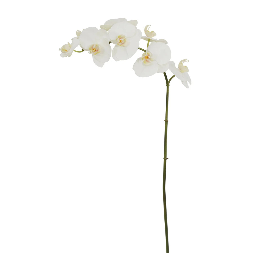 Orchid Phalaenopsis