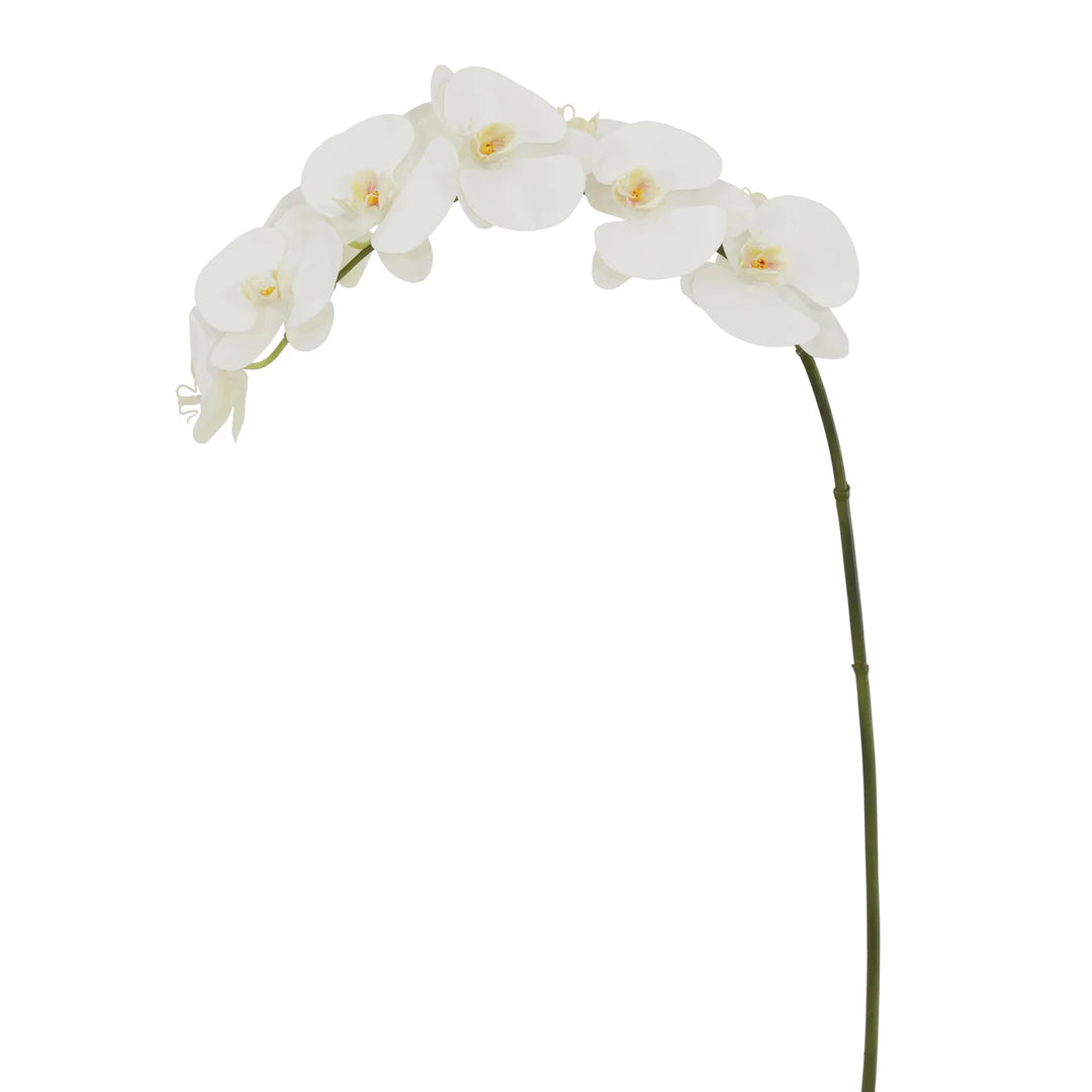 Orchid Phalaenopsis