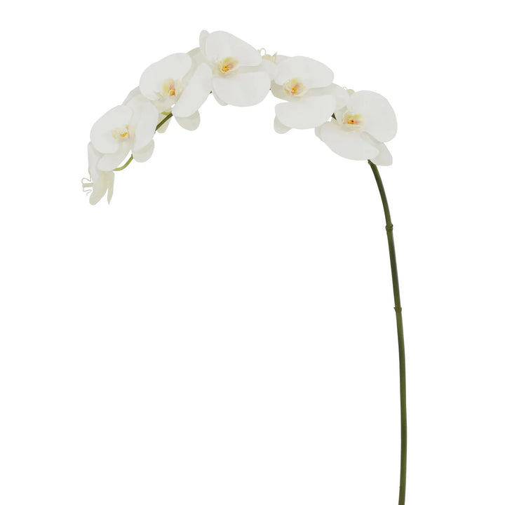 Orchid Phalaenopsis