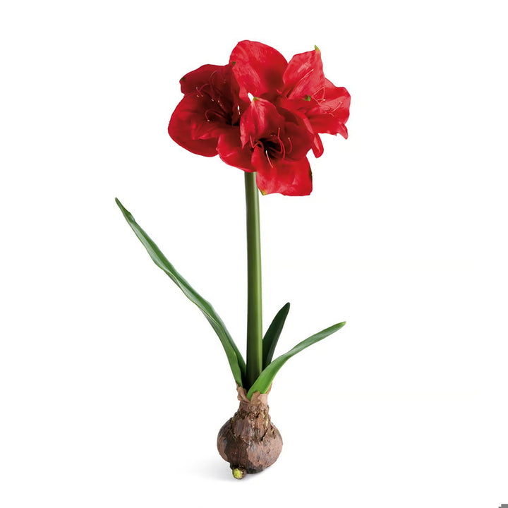 Amaryllis Bulb