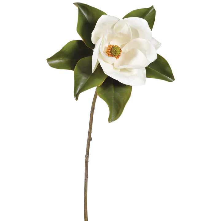 Magnolia