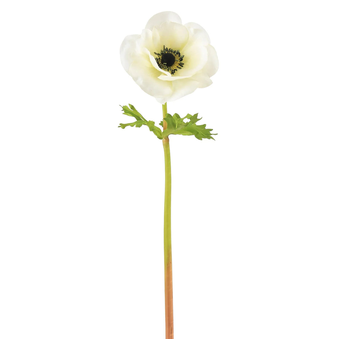 Poppy Anemone
