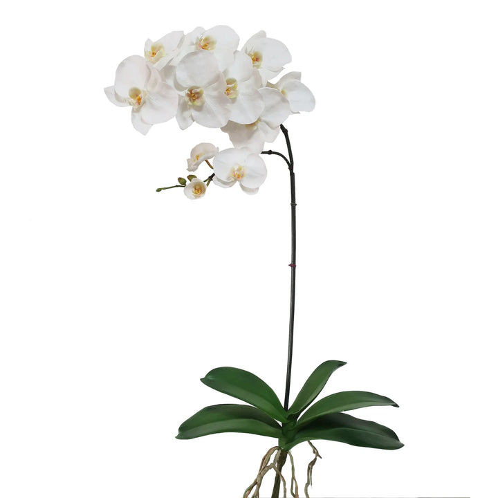 Orchid Phalaenopsis