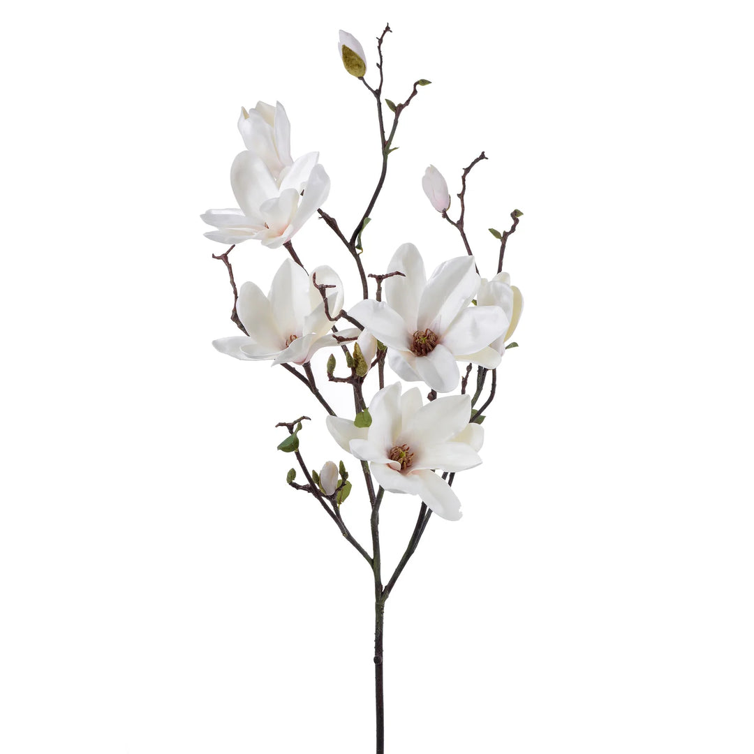 Magnolia
