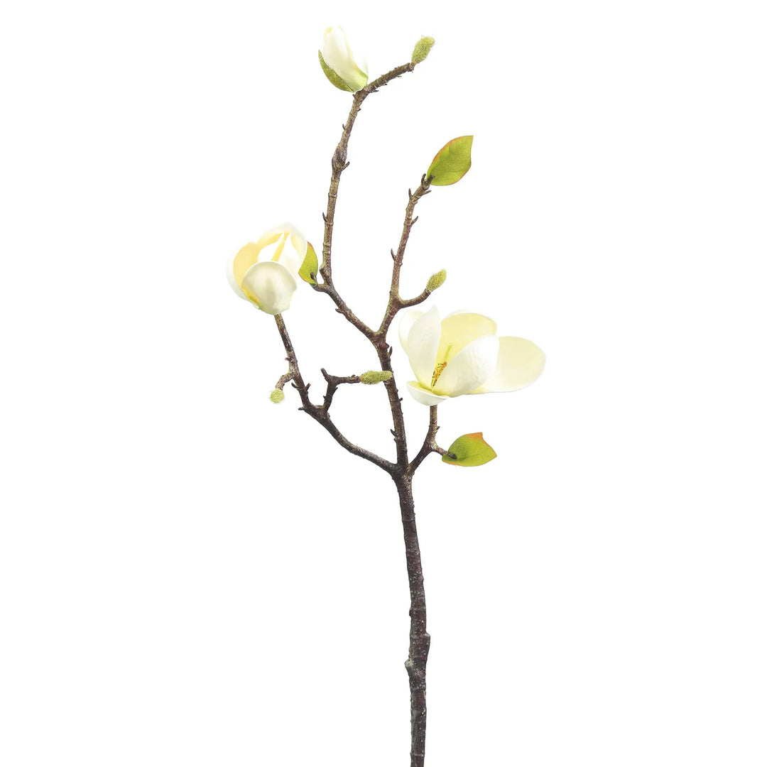 Magnolia