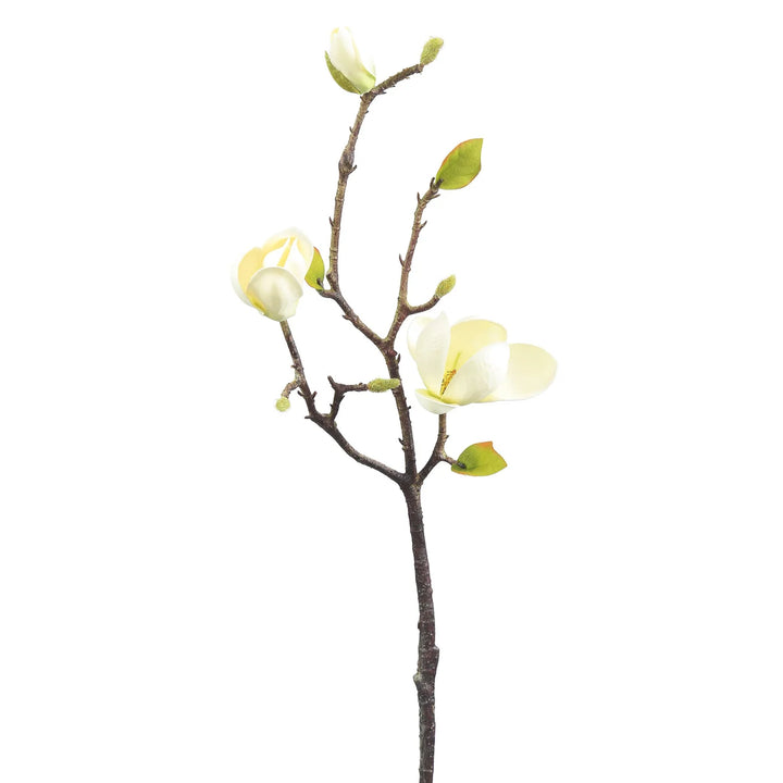 Magnolia