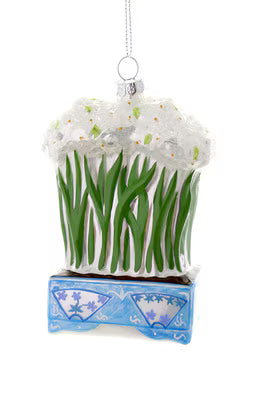 Potted Paperwhites