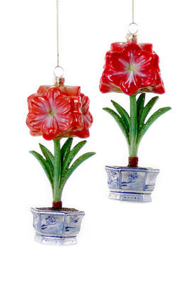 Christmas Amaryllis