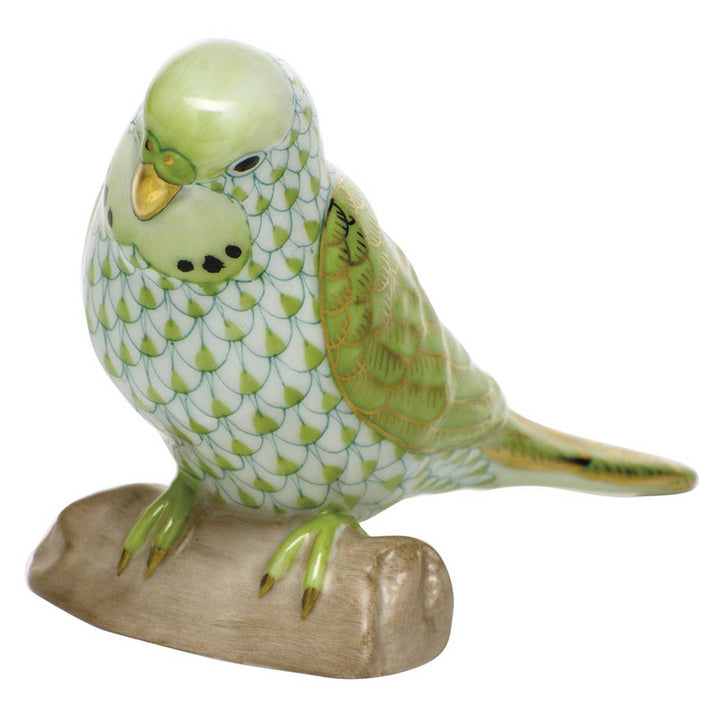 Parakeet