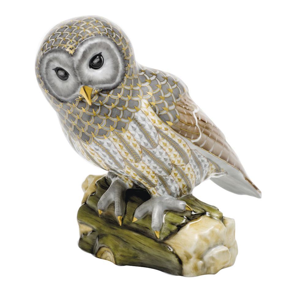 Gray Barred Owl