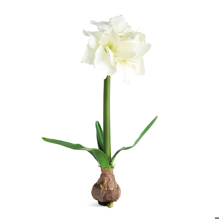 Amaryllis Bulb