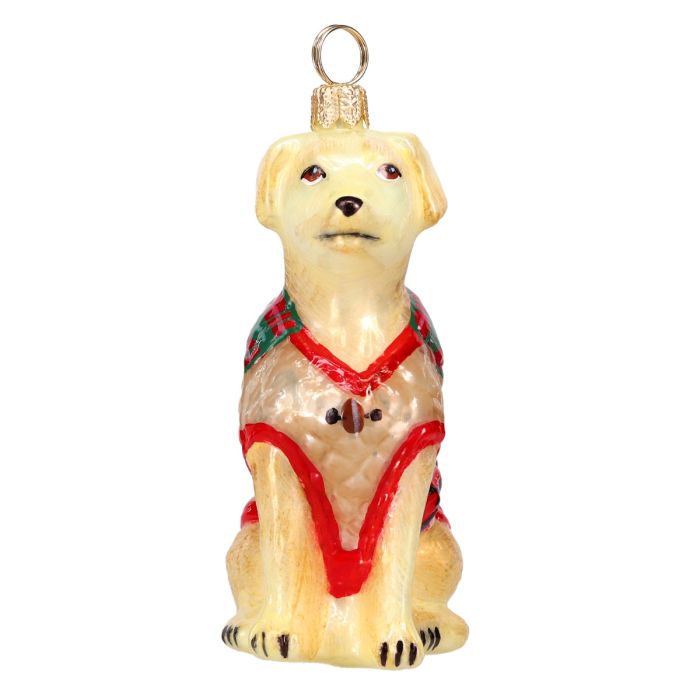 Yellow Lab in Barbour Coat
