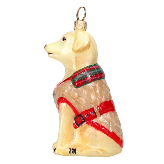 Yellow Lab in Barbour Coat
