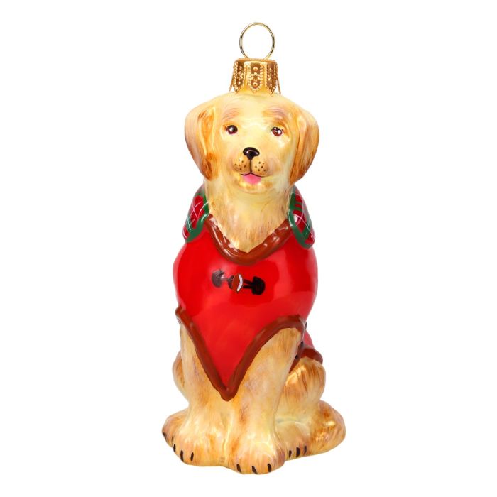 Golden Retriever in Barbour Coat