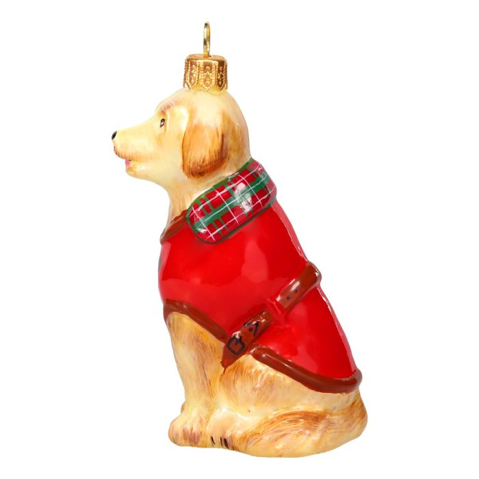 Golden Retriever in Barbour Coat