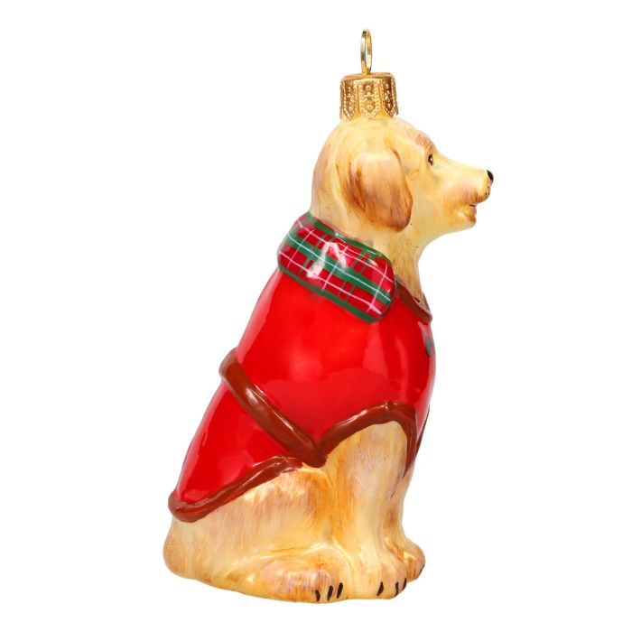 Golden Retriever in Barbour Coat